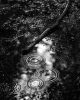 "black and white photo rain water in nature"