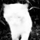 "black and white photo white cat"
